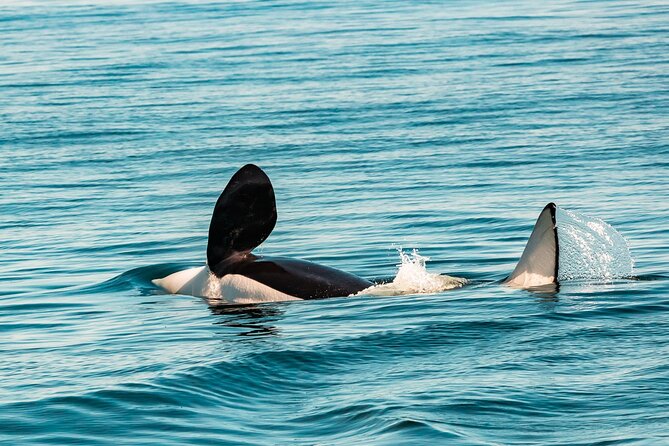 Summer Whale Watching Tour in a Zodiac Boat in Victoria - Victoria Zodiac whale watching, with a real-world sea plan