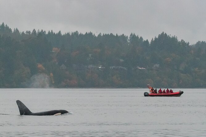 Summer Whale Watching Tour in a Zodiac Boat in Victoria - Race Rocks, where seals and sea lions have the tide working for them