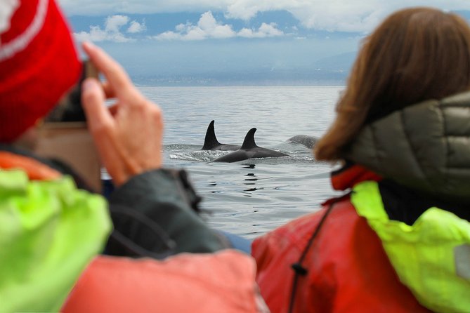 Summer Whale Watching Tour in a Zodiac Boat in Victoria - Who this Zodiac whale tour suits best