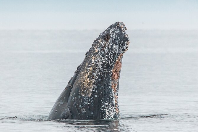 Summer Whale Watching Tour in a Zodiac Boat in Victoria - Fort Rodd Hill and Fisgard Lighthouse, quick stops with standout payoff