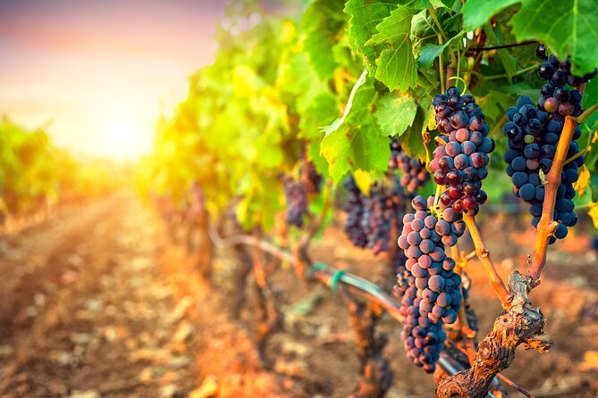 Sunset Sip Wine Tour - Price and value: where the $119.34 really lands