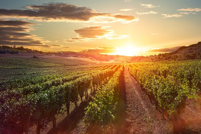 Sunset Sip Wine Tour - How to get the most from the guided terroir stroll and tastings