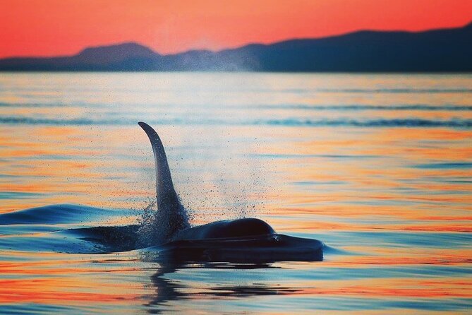 Sunset Whale and Wildlife Adventure in Cowichan Bay - Key highlights worth planning for