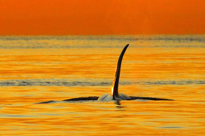 Sunset Whale and Wildlife Adventure in Cowichan Bay - Why Cowichan Bay is a smart pick for sunset whale watching