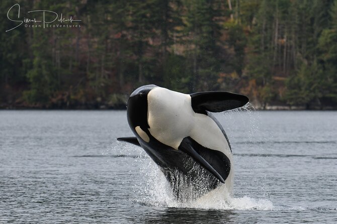 Sunset Whale and Wildlife Adventure in Cowichan Bay - Reef stop moments: seals, kelp, and a short reset