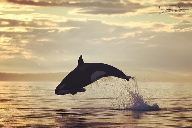 Sunset Whale and Wildlife Adventure in Cowichan Bay - Whale viewing with space and time to watch