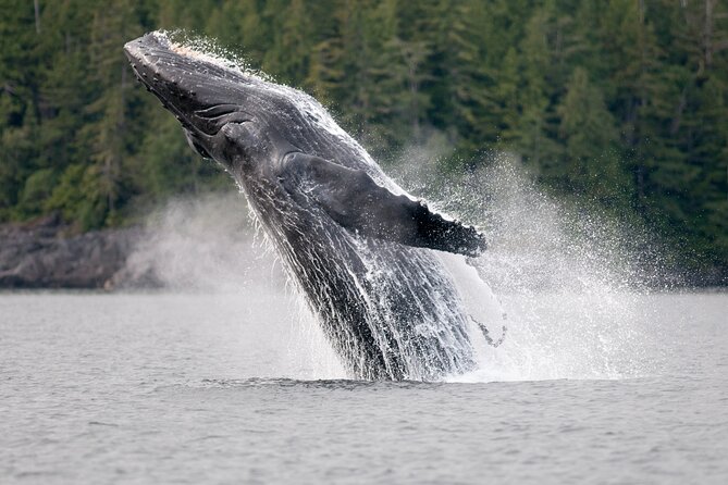 Sunset Whale and Wildlife Adventure in Cowichan Bay - More wildlife than you expect in one 4-hour window