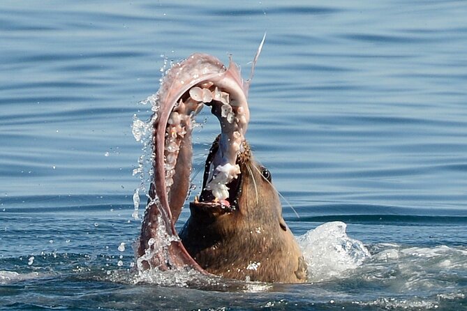 Sunset Whale and Wildlife Adventure in Cowichan Bay - Sunset light: the photo advantage that is actually worth it