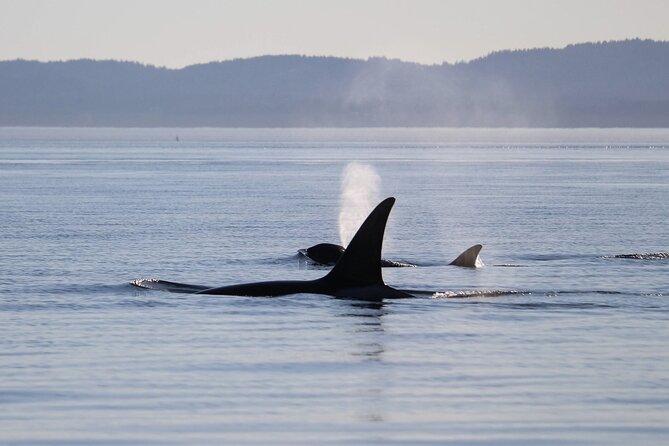 Sunset Zodiac Tour - Why a sunset Zodiac cruise from Victoria feels different