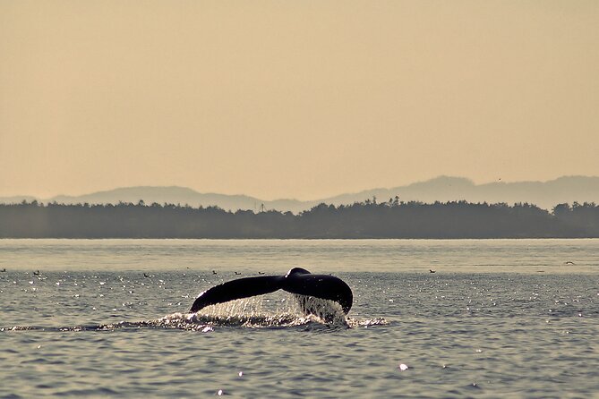 Sunset Zodiac Tour - Wildlife odds you can actually plan around