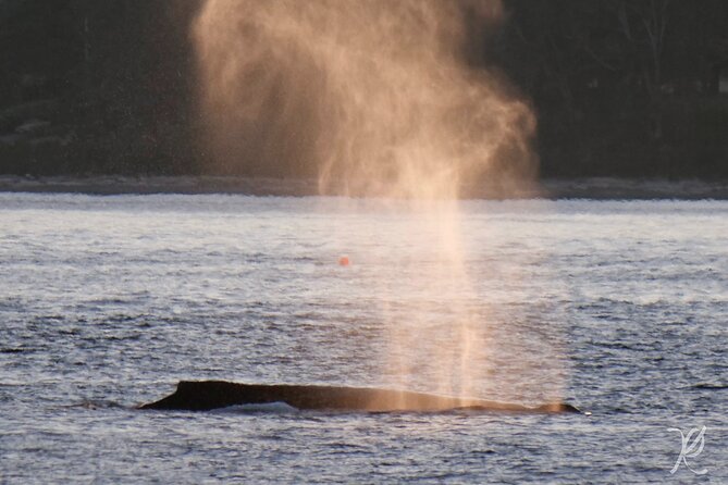 Sunset Zodiac Tour - How the sunset timing shapes your viewing (and your comfort)
