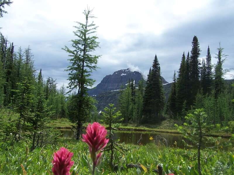 Sunshine Meadows Daily Guided Hike with Gondola - Key Highlights That Matter on the Trail