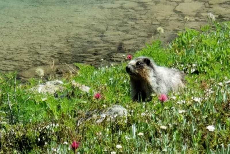 Sunshine Meadows Daily Guided Hike with Gondola - What the Trail Feels Like: Meadows, Streams, Lakes, and Big Views