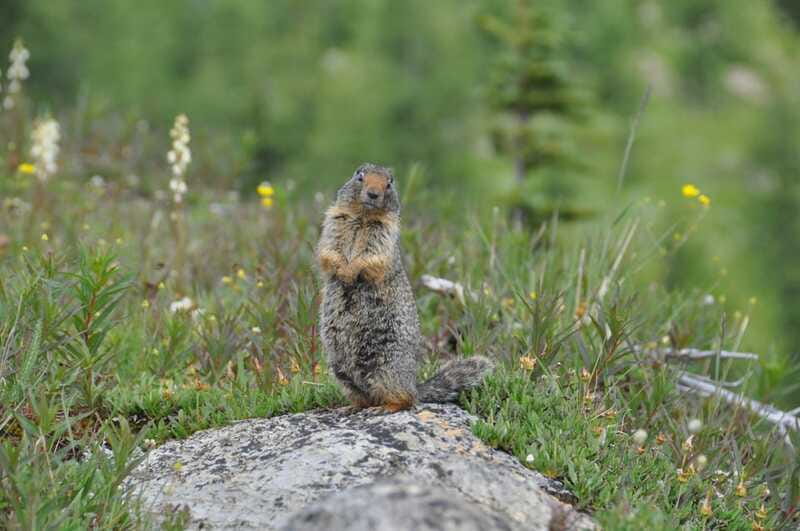 Sunshine Meadows Daily Guided Hike with Gondola - Who This Hike Suits Best (And Who Should Skip It)