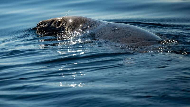 Tadoussac/Charlevoix: 3-Hour Whale Watching Boat Tour - Key points before you go