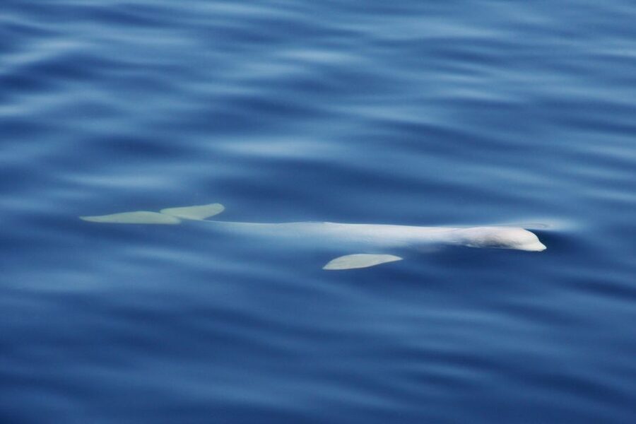Tadoussac/Charlevoix: 3-Hour Whale Watching Boat Tour - Value at around $122 per person, and what you actually get for the money