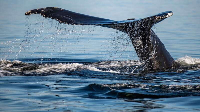 Tadoussac/Charlevoix: 3-Hour Whale Watching Boat Tour - Where Tadoussac whale watching really comes alive in the Saguenay