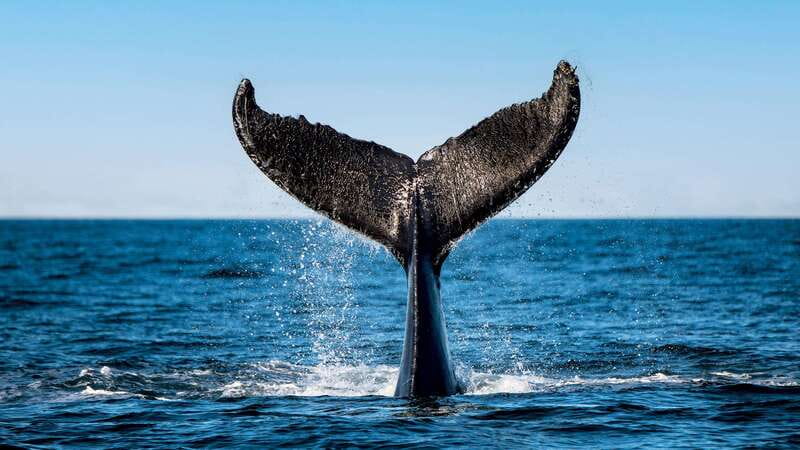 Tadoussac/Charlevoix: 3-Hour Whale Watching Boat Tour - The itinerary in plain English, and why each part matters