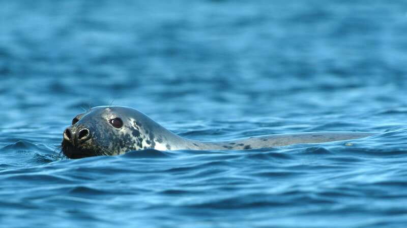 Tadoussac/Charlevoix: 3-Hour Whale Watching Boat Tour - Bilingual naturalist commentary: how it turns sightings into meaning