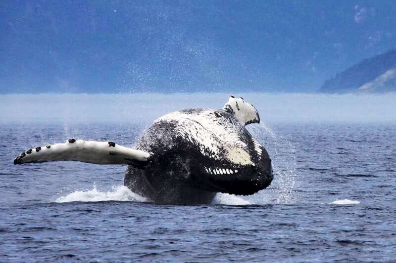 Tadoussac/Charlevoix: 3-Hour Whale Watching Boat Tour - VIP vs Upper Deck: choosing based on how you like to watch