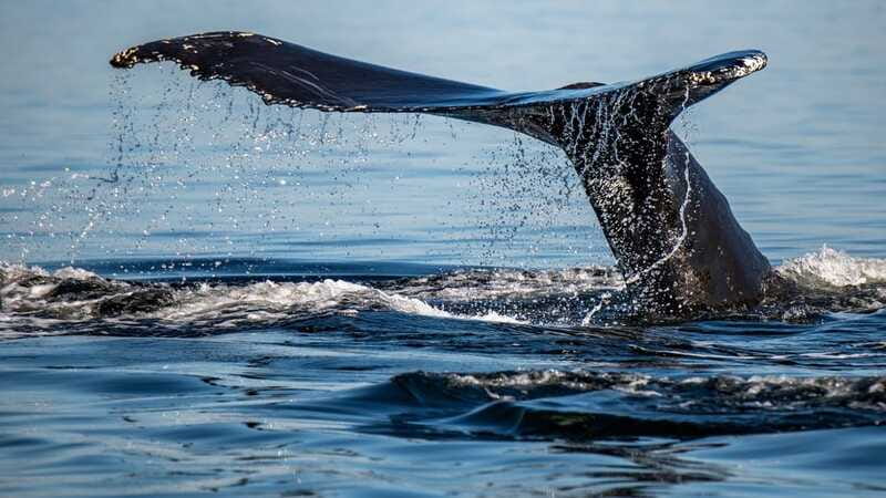 Tadoussac/Charlevoix: 3-Hour Whale Watching Boat Tour - Weather, comfort, and what to pack for comfort in the Saguenay wind