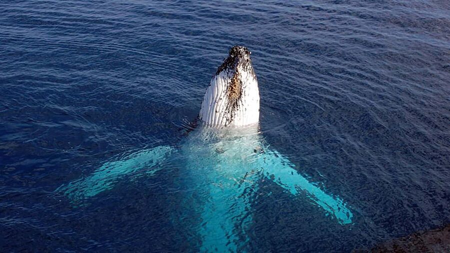 Tadoussac/Charlevoix: VIP Lounge OR UpperDeck Whale Watching - Key points to know before you choose VIP