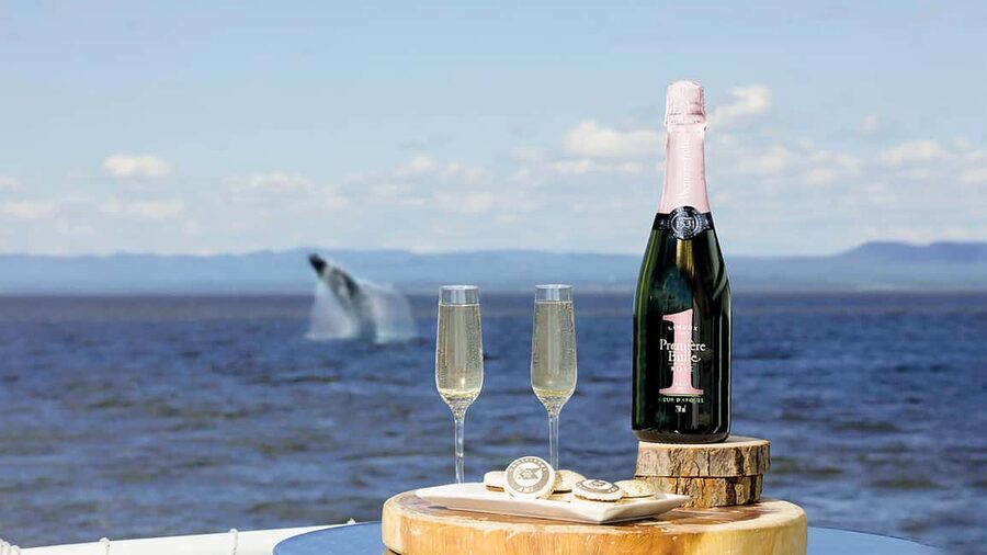 Tadoussac/Charlevoix: VIP Lounge OR UpperDeck Whale Watching - Choosing VIP Lounge or Upper Deck (and why it changes your trip)