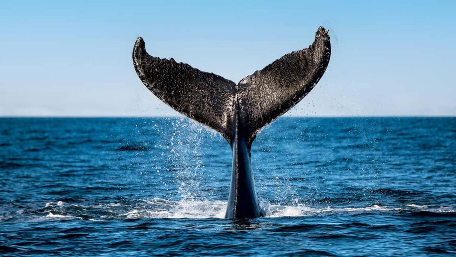 Tadoussac/Charlevoix: VIP Lounge OR UpperDeck Whale Watching - VIP value at $160: where the extra money actually goes