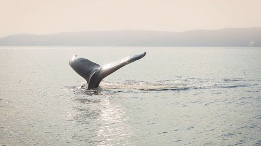 Tadoussac/Charlevoix: VIP Lounge OR UpperDeck Whale Watching - Practical tips to make the VIP experience smoother
