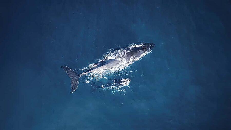 Tadoussac/Charlevoix: VIP Lounge OR UpperDeck Whale Watching - Where you start: Tadoussac, or a better bet from Québec City and Charlevoix