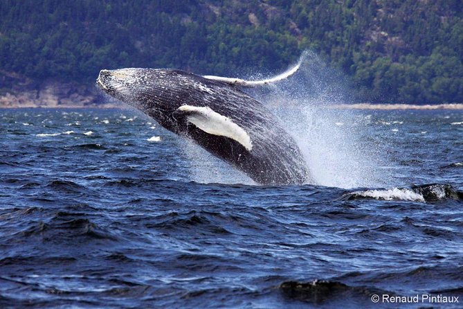Tadoussac/Charlevoix: Whale Watching Tour - Your Whale Guarantee: What It Means for Real Life