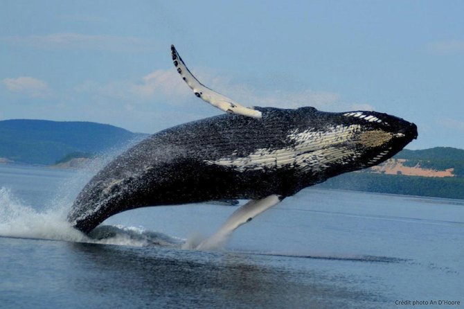 Tadoussac/Charlevoix: Whale Watching Tour - Seating, Sound, and Language: How to Get the Best Views