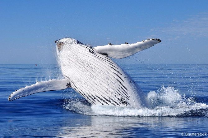 Tadoussac/Charlevoix: Whale Watching Tour - Dressing for the Fjord: Warm Clothes Beat Perfect Weather