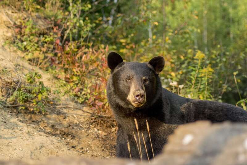 Tadoussac/Charlevoix: Whale Watching Tour & Bear Observation - Key highlights worth your attention