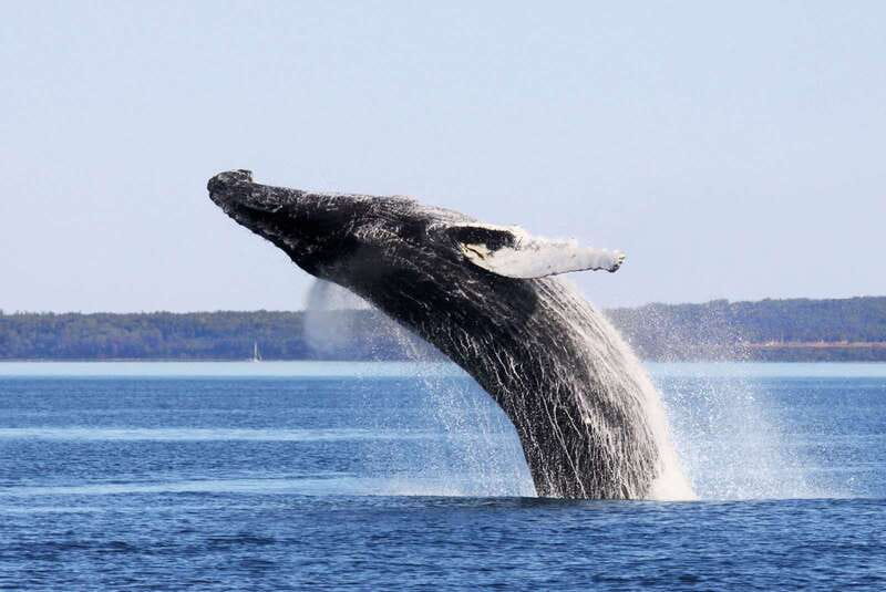 Tadoussac/Charlevoix: Whale Watching Tour & Bear Observation - Whale Watching From Tadoussac or Baie-Sainte-Catherine: Why This Morning Works