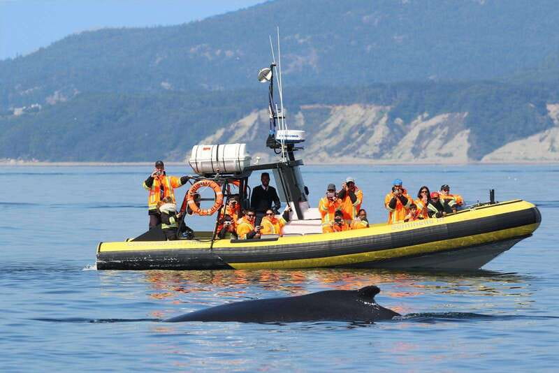Tadoussac/Charlevoix: Whale Watching Tour & Bear Observation - Saguenay Fjord Views and What the Guides Actually Do