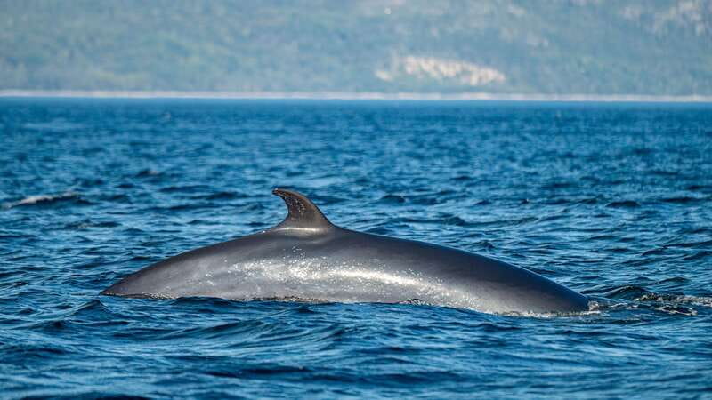 Tadoussac/Charlevoix: Whale Watching Tour & Bear Observation - The Whale Guarantee: How to Think About It Without Stress