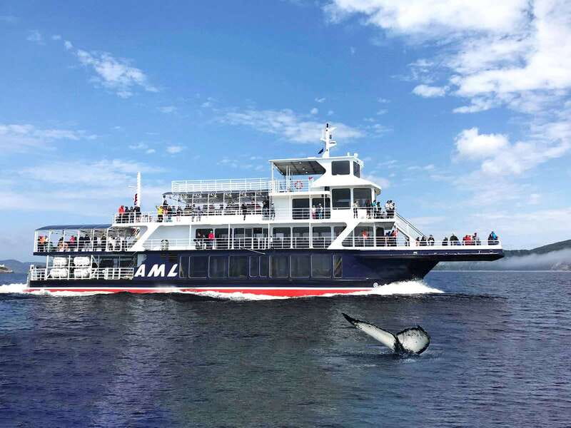Tadoussac/Charlevoix: Whale Watching Tour & Bear Observation - Black Bear Observation at Ferme 5 Étoiles: Dusk Is the Real Event