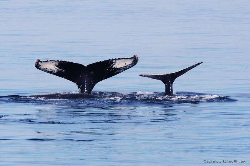 Tadoussac/Charlevoix: Whale Watching Tour & Bear Observation - Sanctuary Visit: What Ferme 5 Étoiles Adds Beyond the Bears