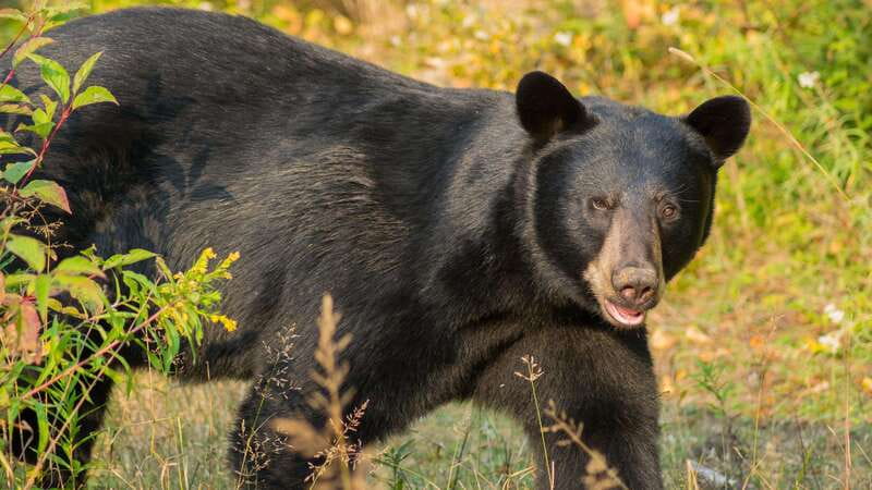 Tadoussac/Charlevoix: Whale Watching Tour & Bear Observation - Timing and Getting From Whales to Bears Without Losing the Day