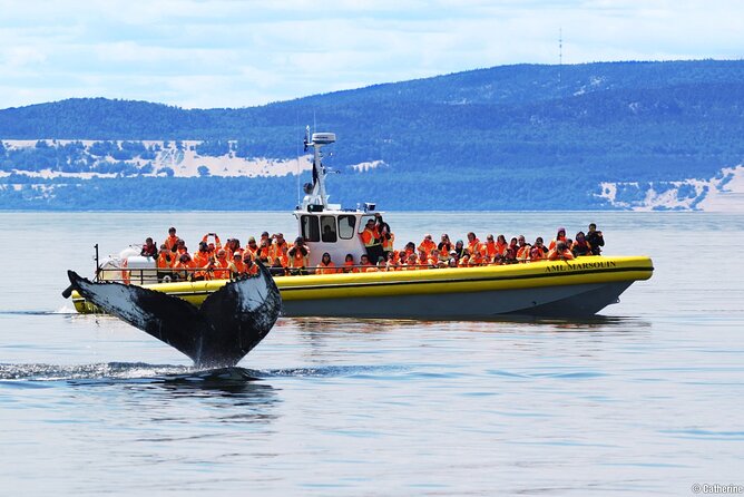 Tadoussac/Charlevoix: Whale Watching Tour - What You Do During the 2 to 3 Hours on the Water