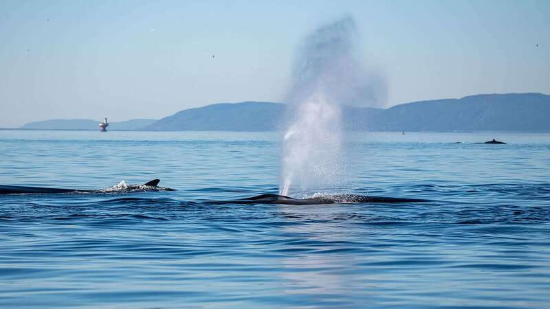 Tadoussac/Charlevoix: Whale Watching Zodiac Tour - Key highlights to expect
