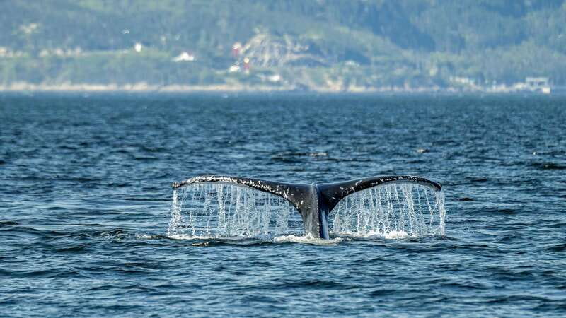 Tadoussac/Charlevoix: Whale Watching Zodiac Tour - Why Tadoussac is a whale magnet in the Saguenay-St. Lawrence Marine Park
