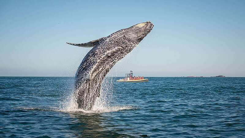 Tadoussac/Charlevoix: Whale Watching Zodiac Tour - Choosing your departure time: early riser, midday, or sunset runs
