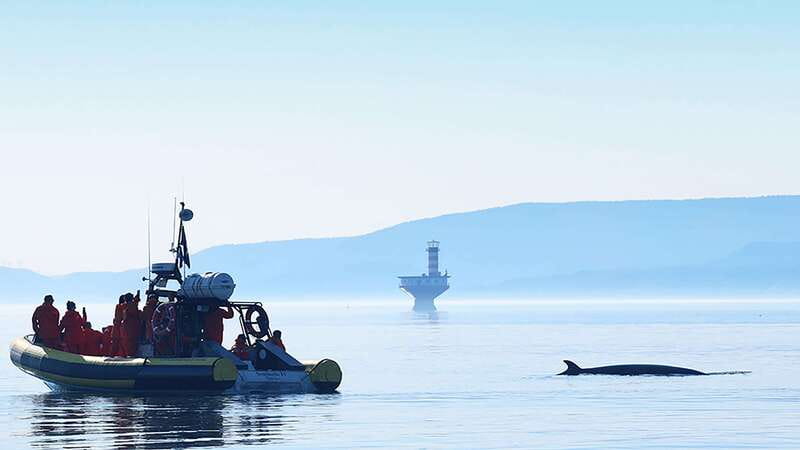 Tadoussac/Charlevoix: Whale Watching Zodiac Tour - How the guides help you spot whales (and why names matter)