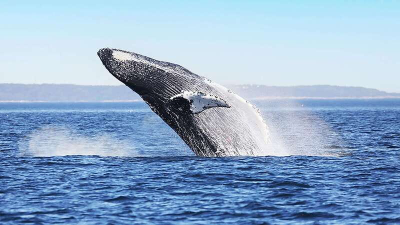 Tadoussac/Charlevoix: Whale Watching Zodiac Tour - Whale watching ethics: non-intrusive viewing that still gets results