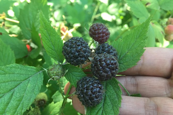 Talking Trees: Stanley Park Indigenous Walking Tour Led by a First Nations Guide - Finding the guide at the Stanley Park Bus Loop check-in gazebo