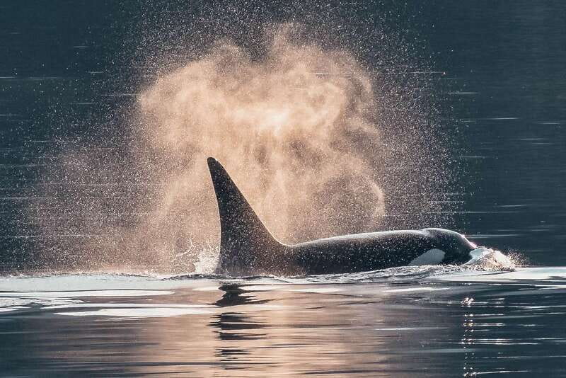 Telegraph Cove: 3-Hour Whale Watching Tour in a Zodiac Boat - Quick highlights from this Telegraph Cove Zodiac tour