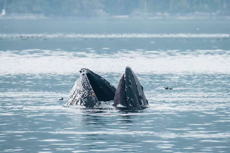 Telegraph Cove: 3-Hour Whale Watching Tour in a Zodiac Boat - Who should book this Zodiac whale watching tour (and who should skip it)