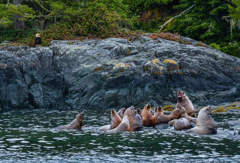 Telegraph Cove: 3-Hour Whale Watching Tour in a Zodiac Boat - The marine life chances: who you might spot near Telegraph Cove